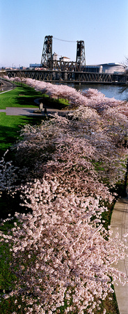 Cherry Blosoms Portland Waterfront Park