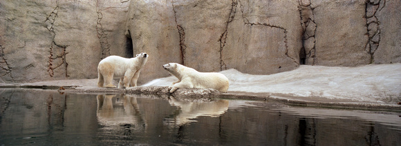 Polar bears Oregon Zoo Portland Oregon